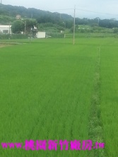新竹縣竹北市竹北鳳岡路農地出售農地 新竹縣竹北市竹北鳳岡路農地出售農地
